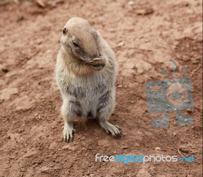 Rodent Stock Photo