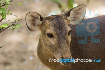 Roe Deer Stock Photo