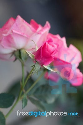 Rose Stock Photo