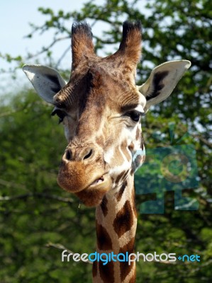 Rothschild Giraffe Stock Photo