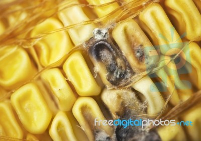 Rotten Corn Stock Photo