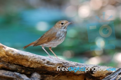 Rufous-tailed Robin Stock Photo