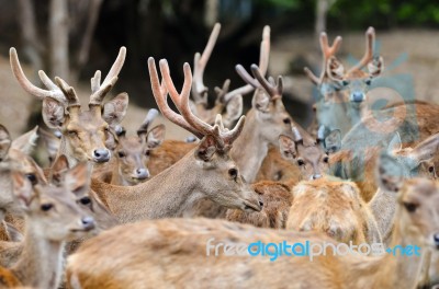 Rusa Deer Stock Photo