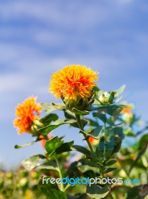 Safflower Stock Photo