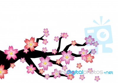 Sakura Branch Stock Image