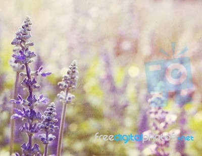 Salvia Flowers Stock Photo