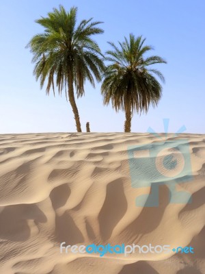 Sand Dune And Palm Tree In The Desert Stock Photo