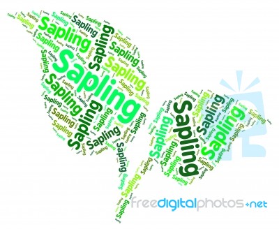 Sapling Word Shows Tree Trunk And Branch Stock Image