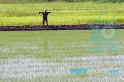 Scarecrow In A Rice Field Stock Photo