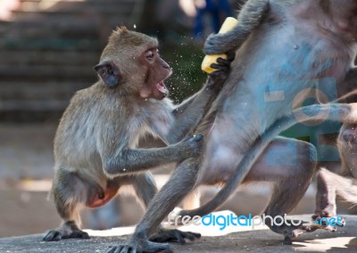 Scramble Of Monkey  Stock Photo