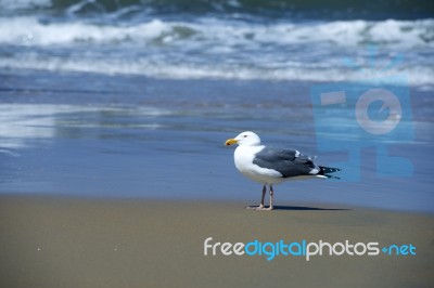 Sea Gull Stock Photo