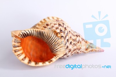 Seashell Stock Photo