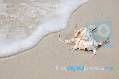 Seashell On Sand Stock Photo