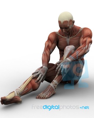 seated Human Anatomy Stock Image