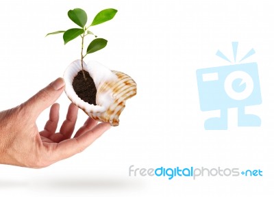 Seed Plant Hand Stock Image