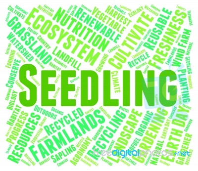 Seedling Word Indicates Young Tree And Botany Stock Image