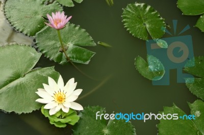 Shady Pond With Some Lotus And Green Leafs Stock Photo