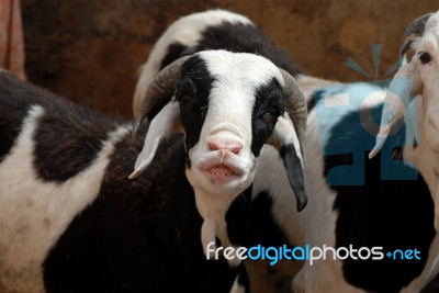 Sheep Stock Photo Sheep Stock Photo