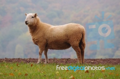 Sheep  Stock Photo