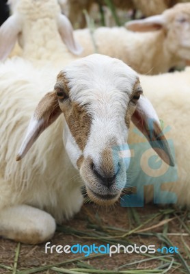 Sheep In The Farm Stock Photo