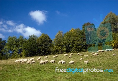 Sheep On A Green Meadow Stock Photo