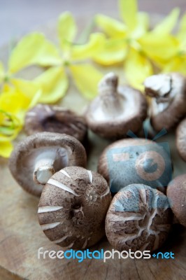 Shiitake Mushroom Stock Photo