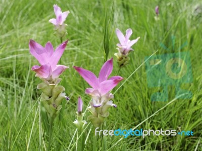 Siam Tulip(curcuma Alismatifolia) At Chaiyaphum Province, Thaila… Stock Photo