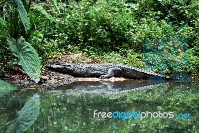Siamese Crocodile Stock Photo