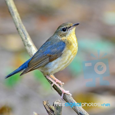Siberian Blue Robin Bird Stock Photo