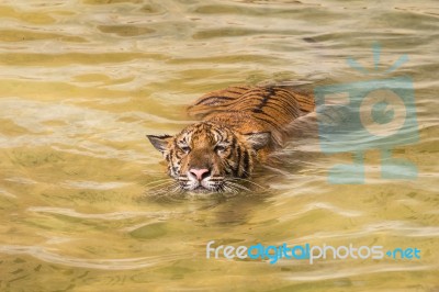 Siberian Tiger In Water Stock Photo
