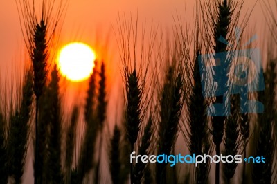 Silhouette Of Barley Stock Photo