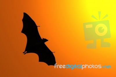 Silhouette Of Flying Fox Stock Image