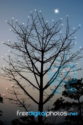 Silhouette Of Trees Stock Photo