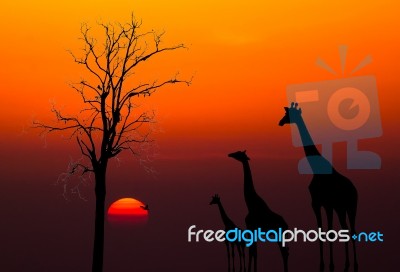 Silhouettes Of Giraffes And Dead Tree Against Sunset Background Stock Photo