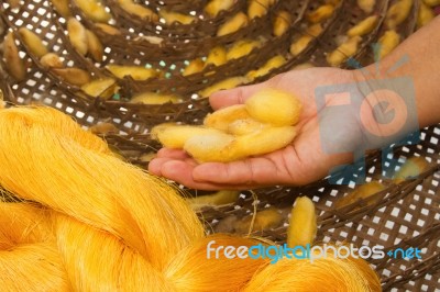Silk Worm Cocoons Nests On Hand Stock Photo