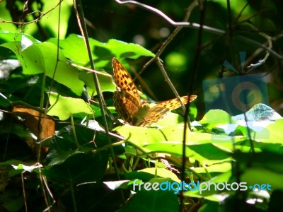 Silver-Washed Fritillary Butterfly Stock Photo