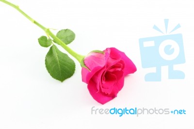 Single Pink Rose On White Floor Stock Photo