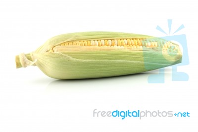 Single Row Corn Stock Photo