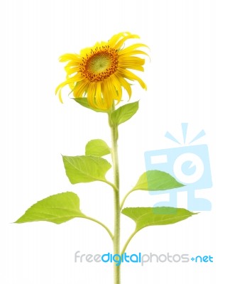 Single Sunflower Plant And Leaf Isolated On White Background Stock Photo