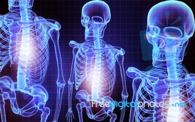 Skeleton Stock Image