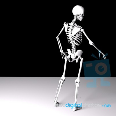 Skeleton Stock Image