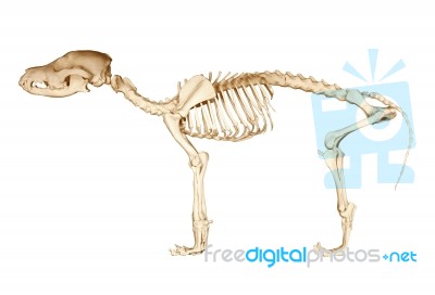 Skeleton Of Dog Stock Photo