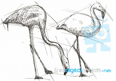 Sketch  Illustration Of Flamingos Stock Image