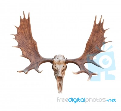 Skull Moose Stock Photo