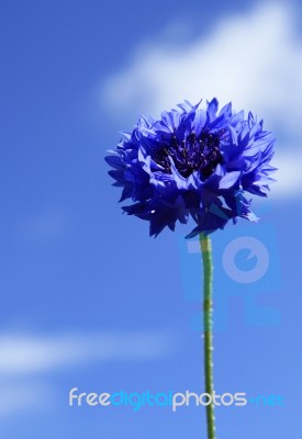 Sky Blue Flower Stock Photo