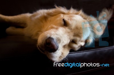 Sleepy Dog Stock Photo