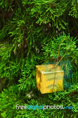 Small Gift Box On Pine Stock Photo