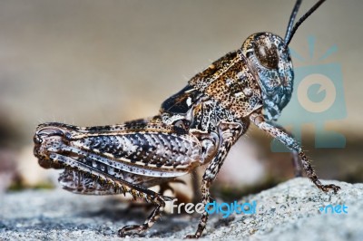 Small Locust Larvae Stock Photo