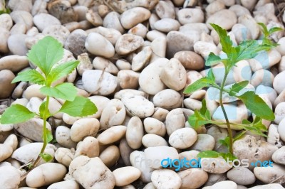 Small Plant Grow Up On  Gravel Stock Photo