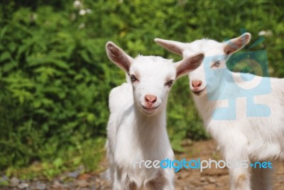 Smiling Little Goats Stock Photo